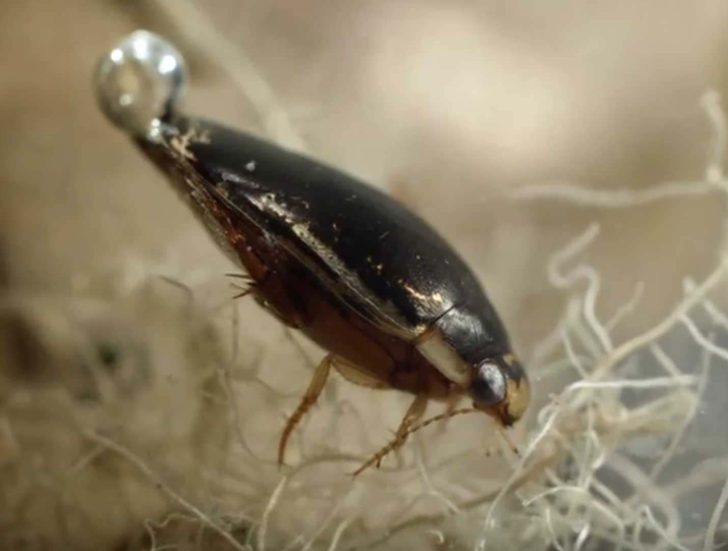 Here's How This Diving Beetle Can Breathe Under Plants And Animals